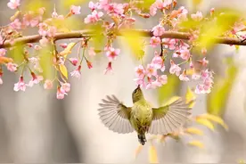 桂林：樱花开满枝 游人赴春约图片