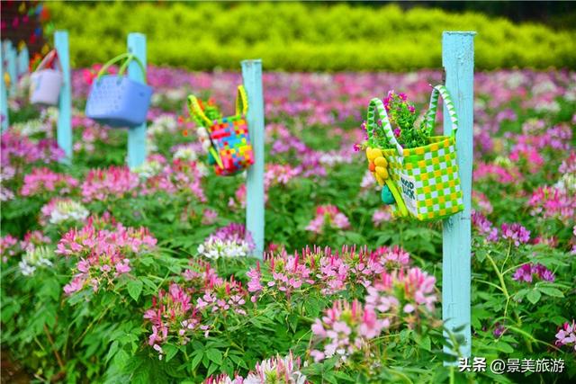 国庆邀约佛山卡玛花世界：在诗词花海中寻觅秋日情绪价值