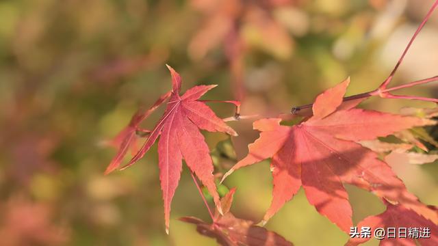爬北京香山，走不一样的路线，既有挑战又轻松，收藏备用。