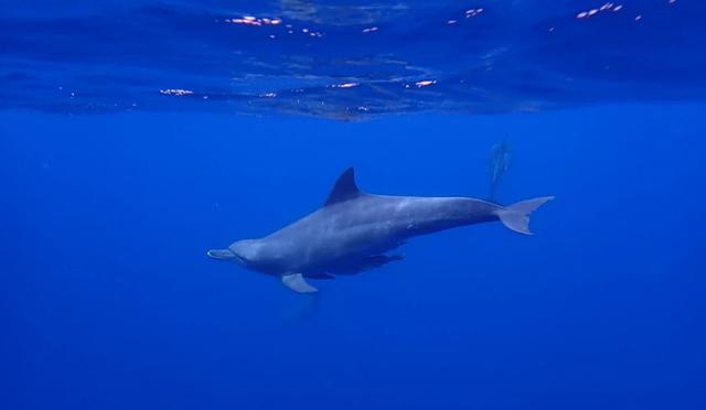 日本十大潜水圣地:潜点特色与难易度总整理