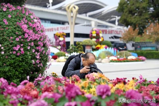 武汉洪山区第38届金秋菊展华美启幕