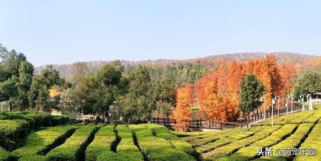 走进蔡甸九真山，池杉变色如调色盘，城市烦躁瞬间消解
