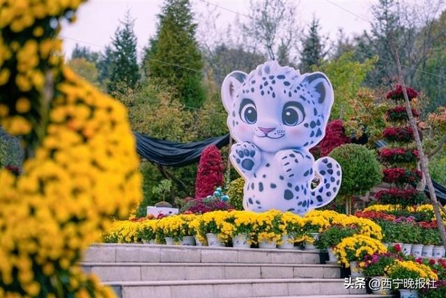 与西宁，共赴一场菊之约