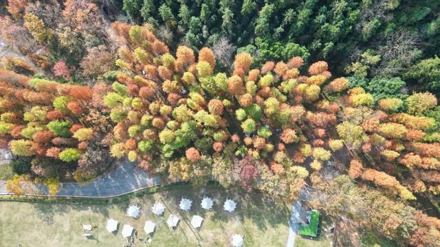 深圳这九个有落羽杉的地方，秋色美如画，接下来一天比一天美