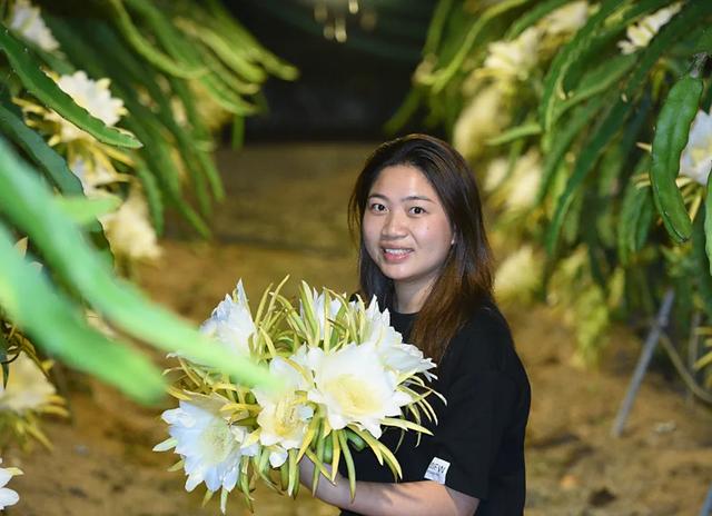 千亩火龙果花海、火龙果主题宴……玩转大宅“十二时辰”→