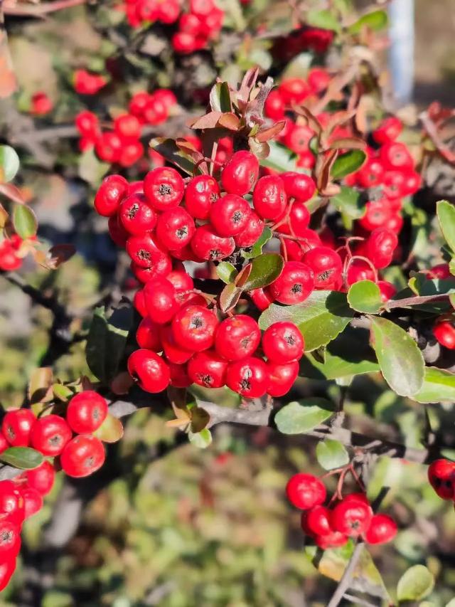 红满枝头!凤鸣公园火棘果红,你来与不来美就在那里!