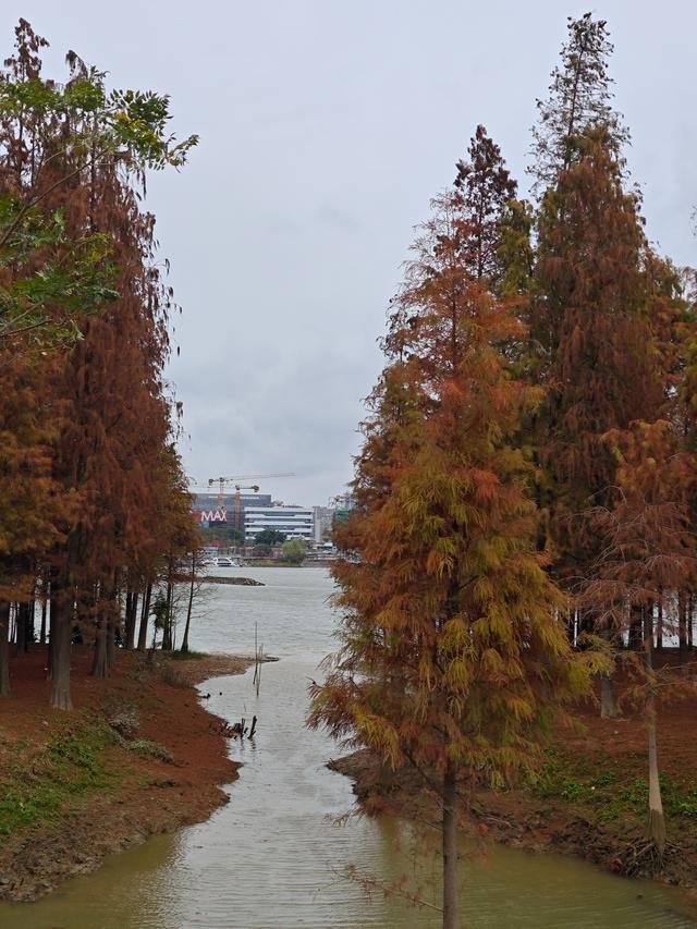佛山真好逛——火红的小布村