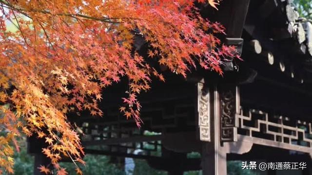 进入最佳观赏期，南通人速去打卡→