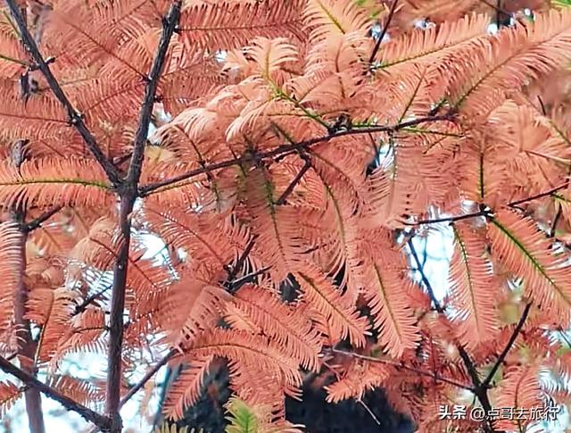 免费！成都府河上的水杉红惊艳来袭，地铁公交车直达！
