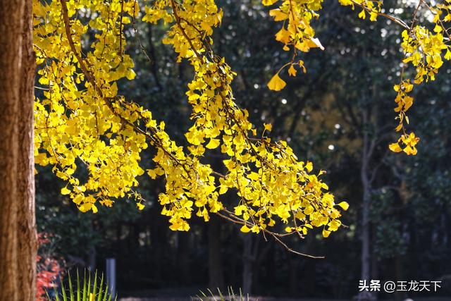散文丨古银杏树下