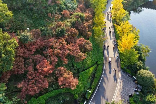 最高气温20℃！重庆人快来这些公园晒太阳