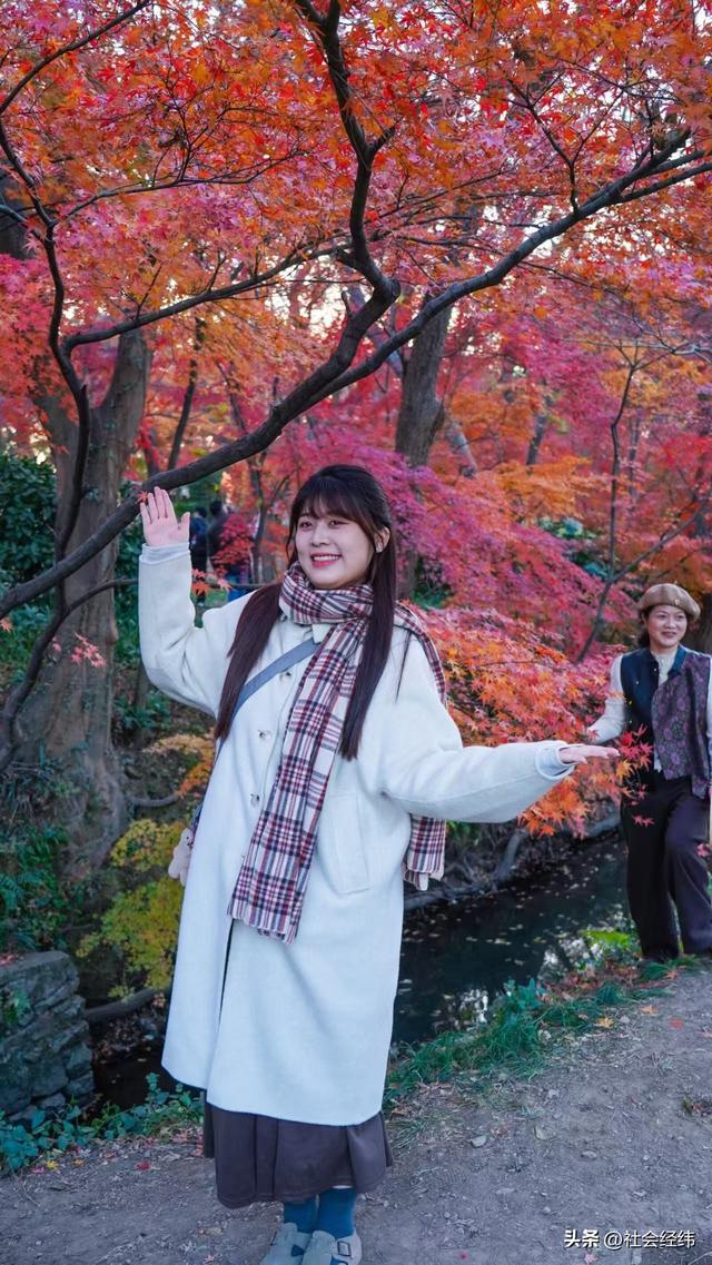 【每日一景】“枫”景这边独好 中山植物园红枫岗