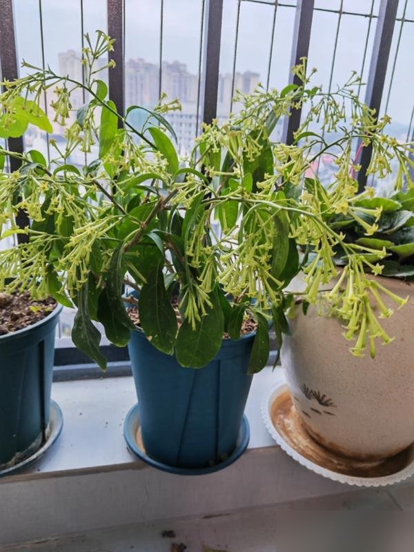 阴花不能进阳宅！这5种花“打死”也不养，家里若有？快挪走！