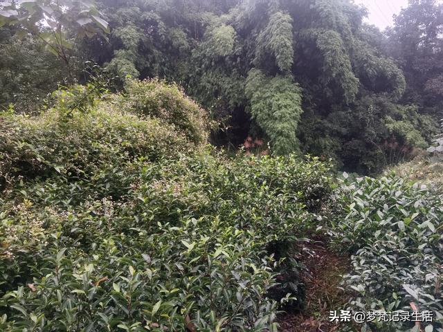 和老人相处是一个修炼的过程，阴天湿漉漉的我还是把茶树修剪完了