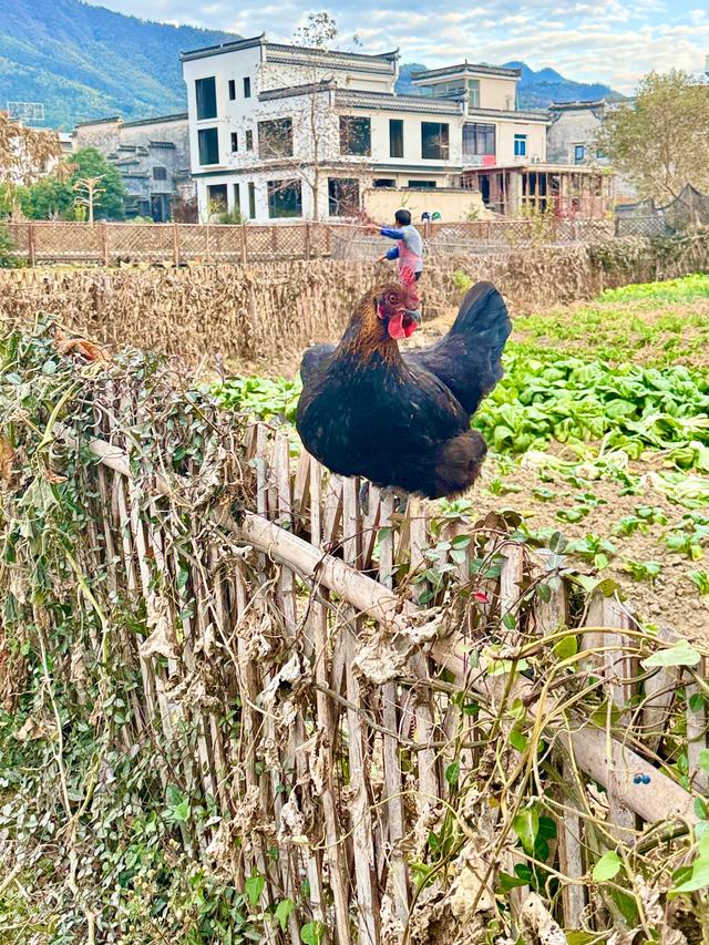 追着晚秋(黟县宏村镇塔川村)