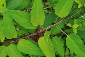 鸡屎藤：大地上的苦香叙事，一株争议植物的生态启示图片