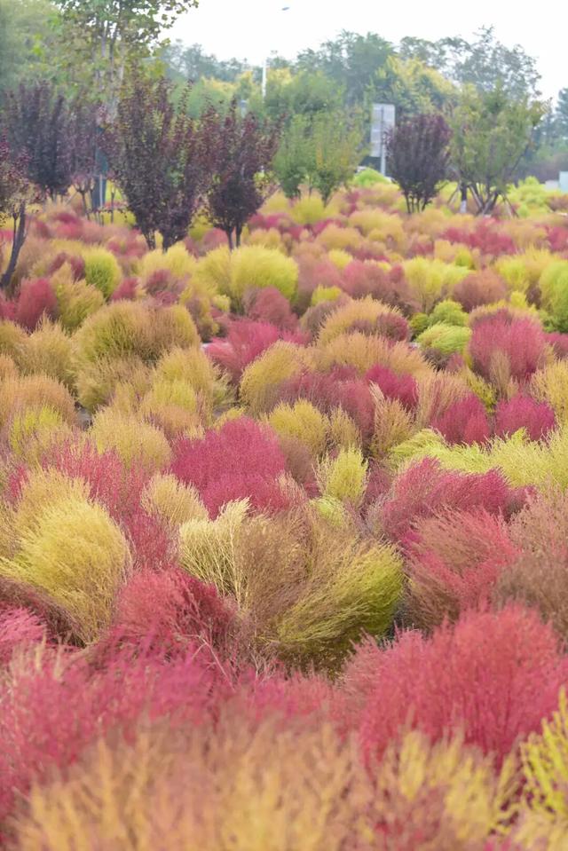 如梦如幻！生态城惊现秋季最美打卡地