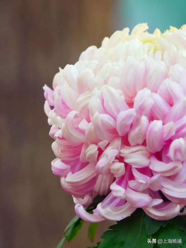 闭幕倒计时！错过就要等明年！