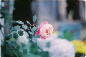 情人之间，走到这一步，就是缘尽了，别再继续了，没有好结果图片