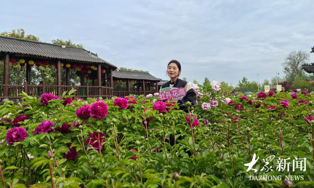 著名学者杨雨：菏泽那片牡丹花海，才是人间最美的风景！