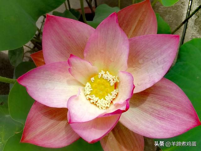 做几天洛阳人——游河南洛阳赏牡丹芬芳 总体概述(四)
