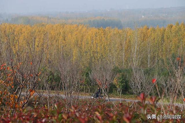 【图说岳乡】汤阴汤河国家湿地公园：初冬染彩 秋韵未歇
