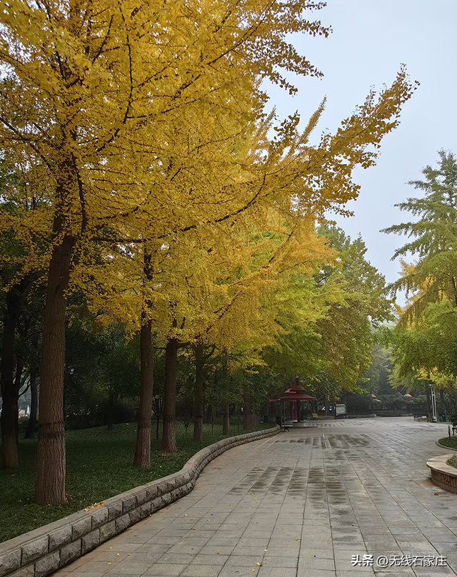 满城尽染“黄金甲”！石家庄公园银杏进入最佳观赏期，邀您共赴秋日浪漫