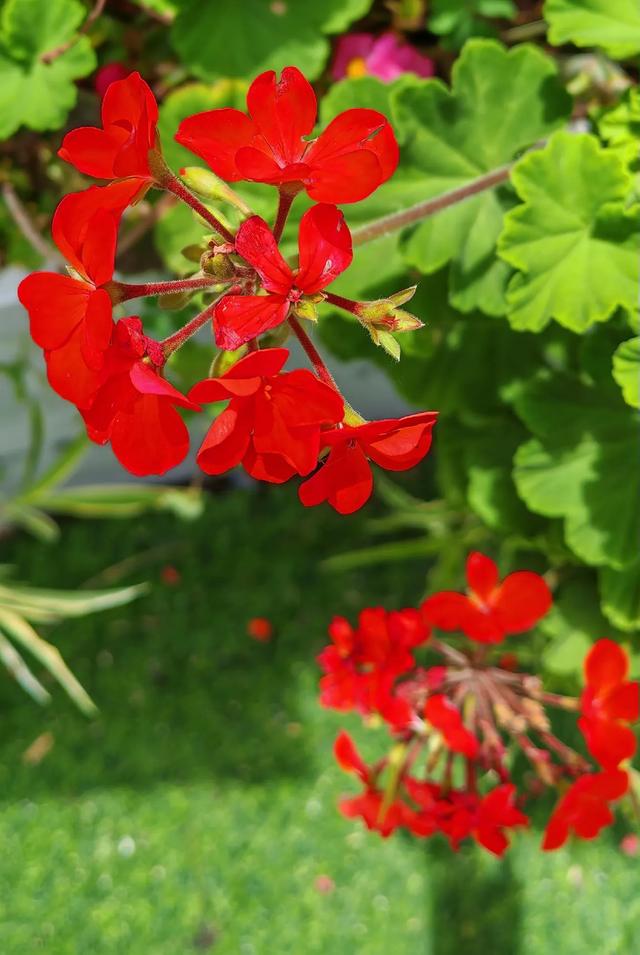 花开一路香