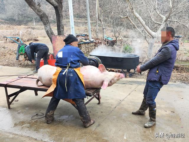 不远万里，元旦到乡下看杀年猪，享受人间至味