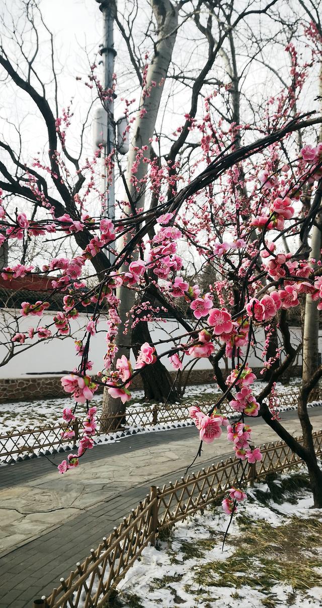 北京大观园“梅花”提早绽放 古风新春景致惊艳亮相