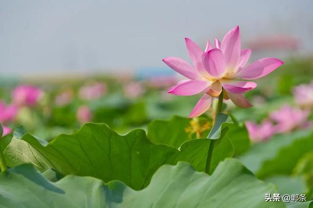 邯郸冀南新区：夏日顶流上线！
