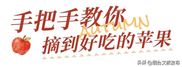 【乐享烟台】任贤齐爱吃的烟台苹果，采摘攻略来了！