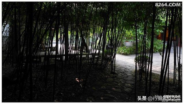 山东行游影记（3）—济南趵突泉（三）