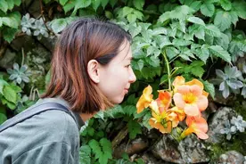 全球19种顶级芳香的植物图片