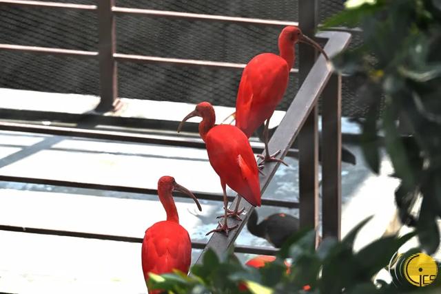 【相聚此周】拥抱自然生态——石排湾郊野公园新元素