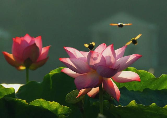 “妈，你的荷花头像可以换了”