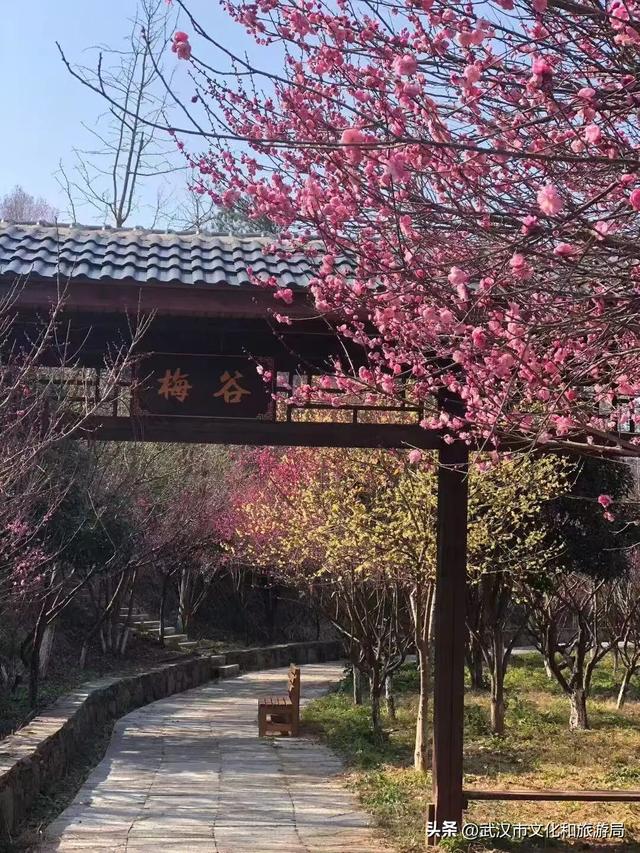 10万株！粉色花海开爆武汉，免费打卡