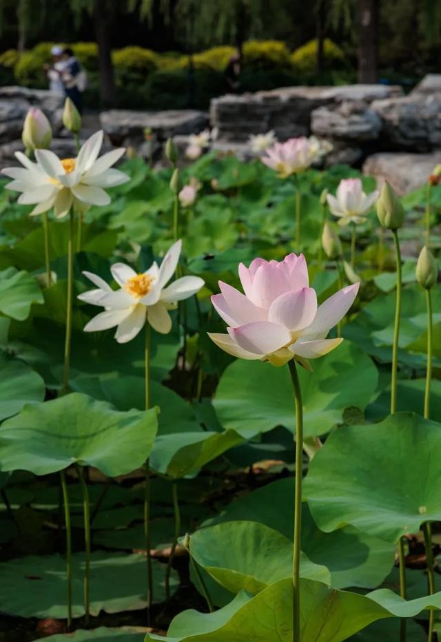 发现丰台之美 | 再会啦，丰台的盛夏