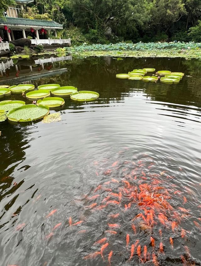 厦门植物园百花厅，景区主要的室内花卉展区，始建于上世纪80年代