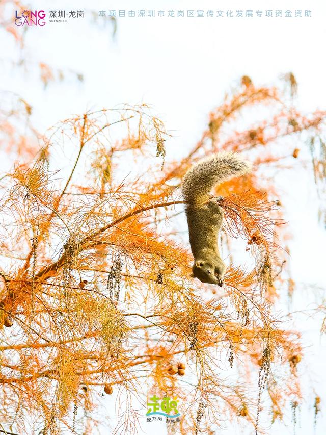 太出片啦！龙岗最浪漫的「美拉德季」即将到来！