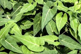 “宝藏植物”何首乌，农村很多人见过却不知其价值，了解下不吃亏图片