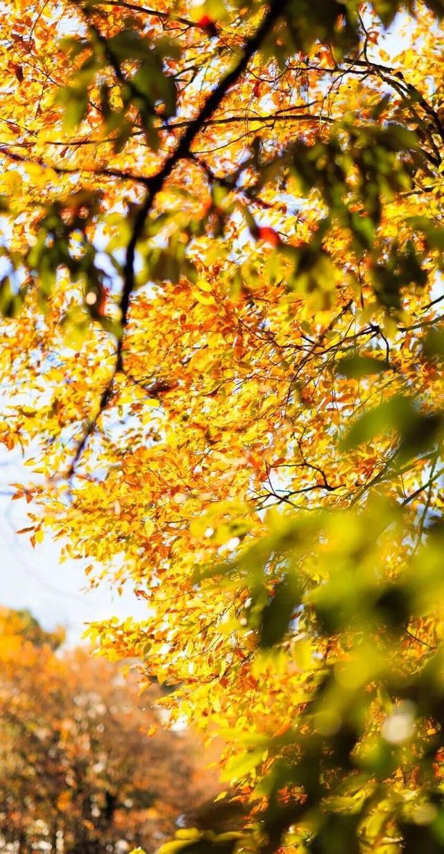 秋假福利持续至本周末！免票游雅安的快乐要一接再接！