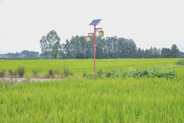 稻浪、长廊、观景台……新津宝藏乡村，“丰”景入画