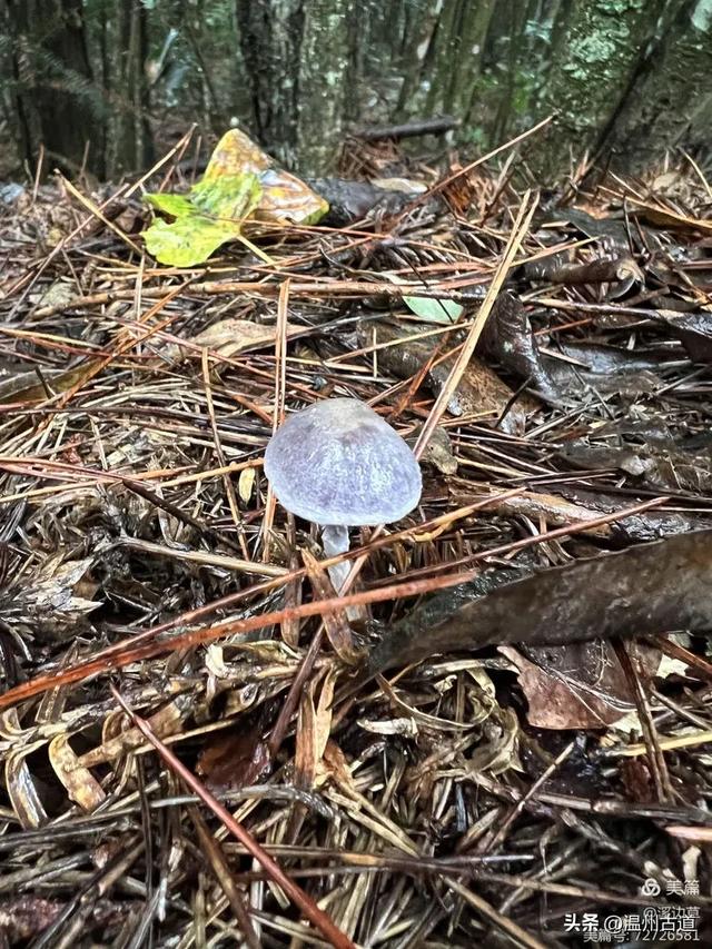 秋高气爽徒步季,浙南第一高峰等你走起!