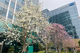 “市花”盛放正当时！这份赏花宝典带你从入门到资深图片