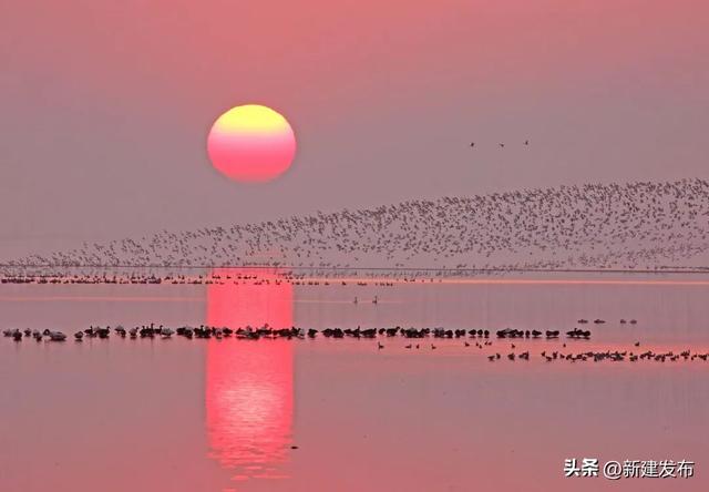 蓼子花海，候鸟翩跹醉初冬