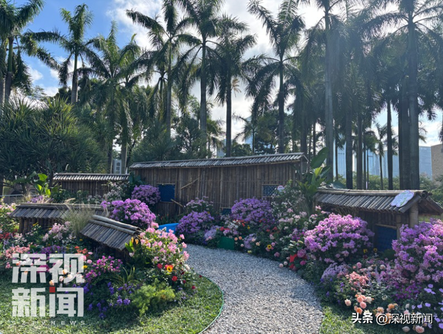 簕杜鹃花海最佳观赏期，这份“秋日限定”浪漫请收下