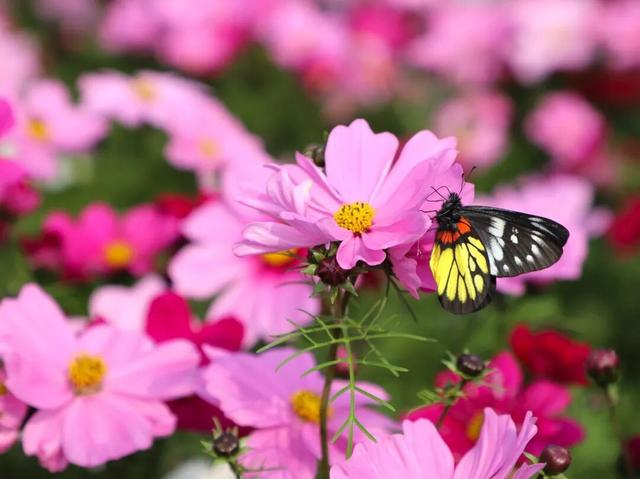 太美了！平南这里有一大片格桑花海