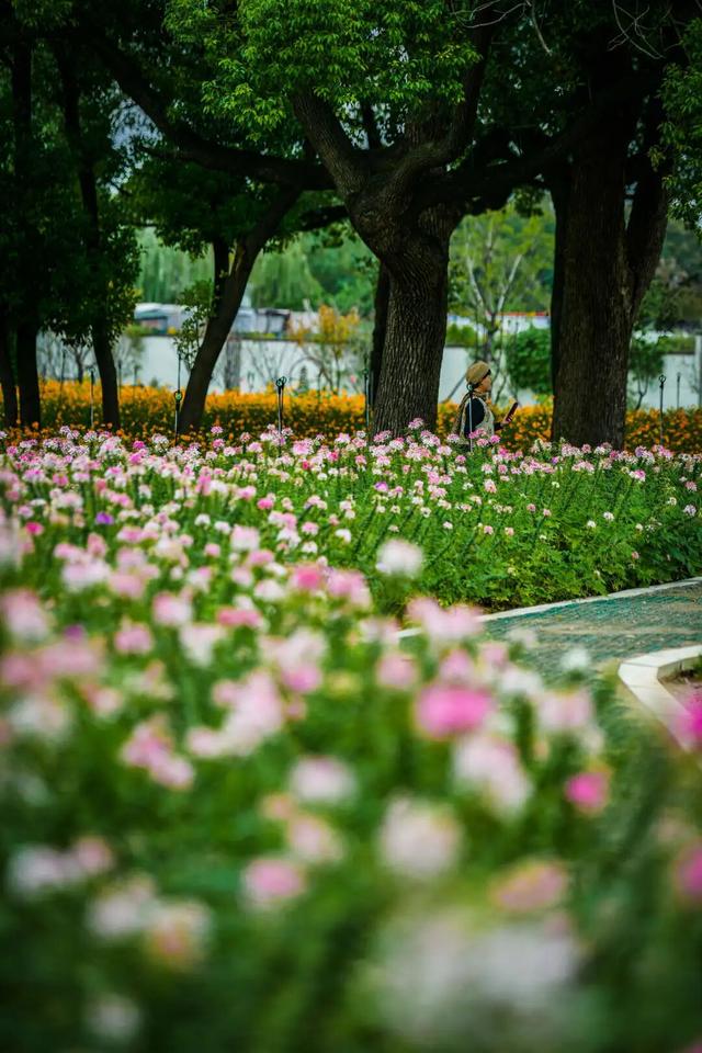 虎丘山脚下的免费公园！四片超大的缤纷花海，一次性看个够！