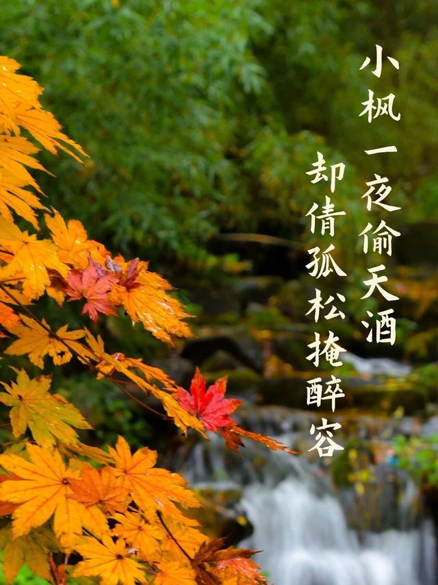 红了！济南第一波秋叶已经上色了！